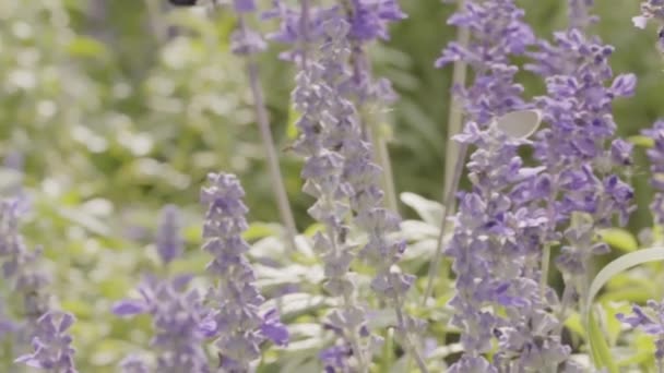 スローモーションで庭の蜂とラベンダーの花をバンブルします — ストック動画