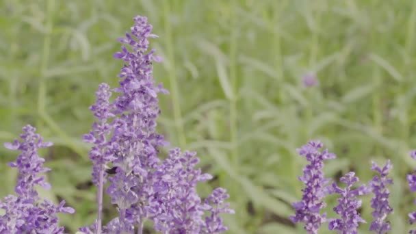 Bumble Bee Lawenda Kwiaty Ogrodzie Zwolnionym Tempie — Wideo stockowe