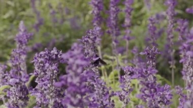 Bumble bee ve lavanta çiçek bahçe yavaş hareket