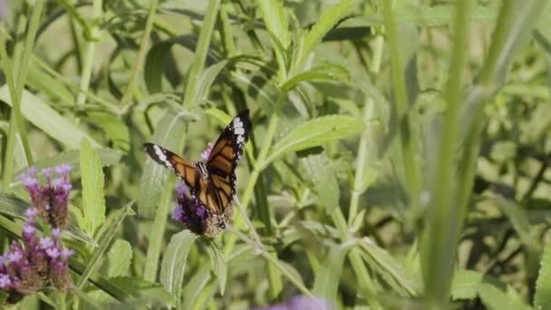 Bumble Abelha Flores Lavanda Jardim Câmera Lenta — Vídeo de Stock