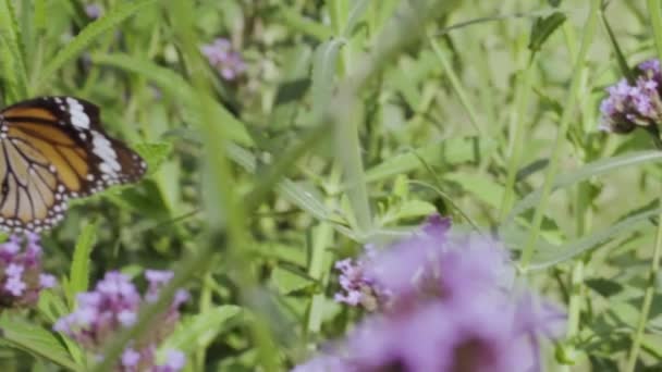 スローモーションで庭の蜂とラベンダーの花をバンブルします — ストック動画