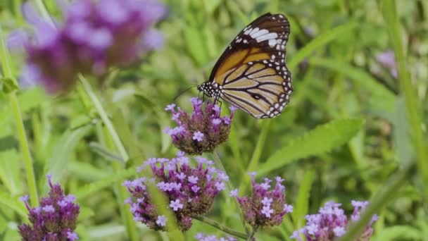 Bumble Bee Lavender Flowers Garden Slow Motion — Stock Video