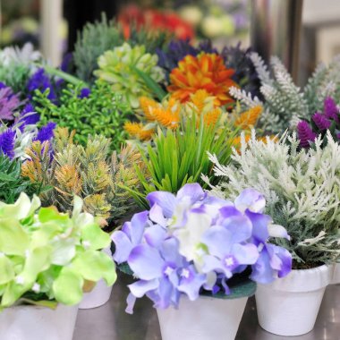 Ev dekorasyon için çeşitli güzel çiçekler