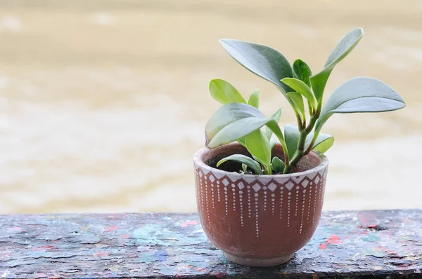 Keramiek Bloempot Met Plant Houten Plank — Stockfoto