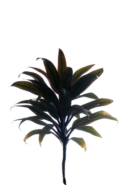 Planta única en monocromo sobre fondo blanco —  Fotos de Stock