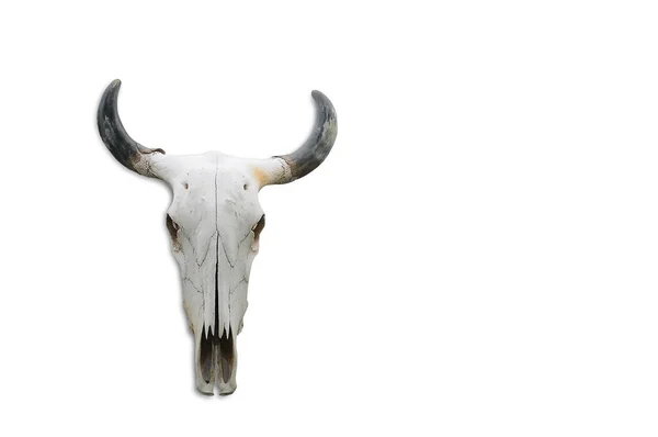 Skull bone head of cow on white background — Stock Photo, Image