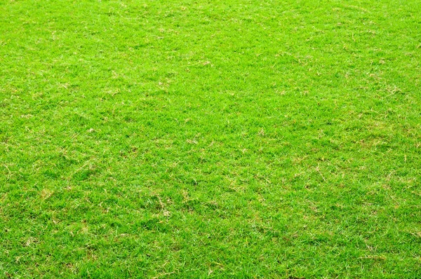 Groen gras werf voor achtergrond — Stockfoto