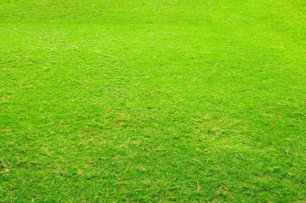 Groen gras werf voor achtergrond — Stockfoto