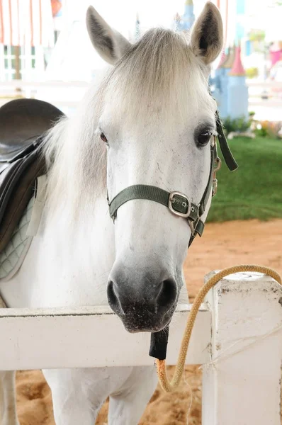 Single beautiful white horse next to fence — Stock Photo, Image