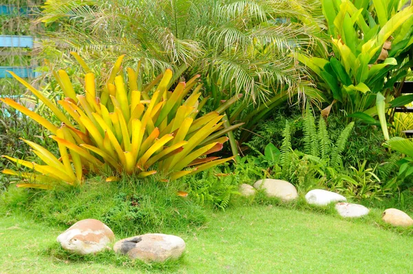 Svěží zahrady s barevnými rostlinami zelený dvůr a skály — Stock fotografie