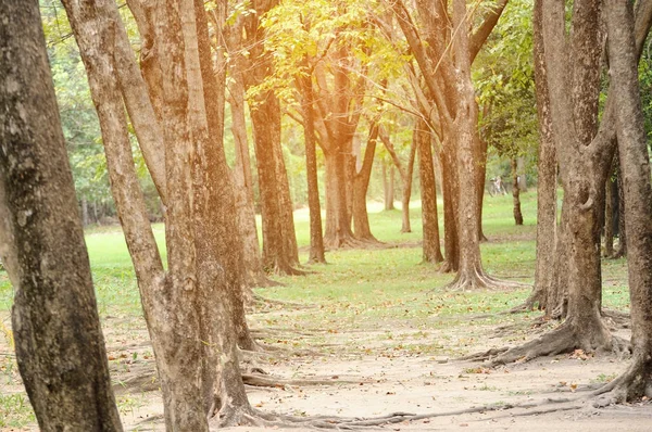 Drzewa w parku z lightflare — Zdjęcie stockowe