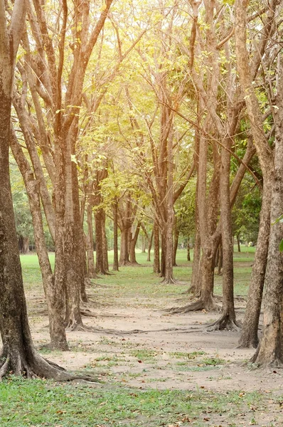 Bomen in park met lightflare — Stockfoto