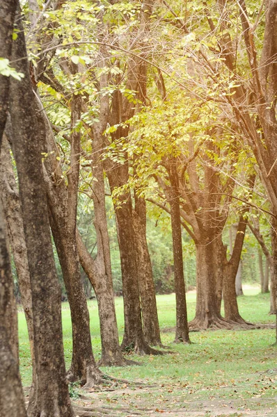 Árboles en parque con destellos de luz — Foto de Stock