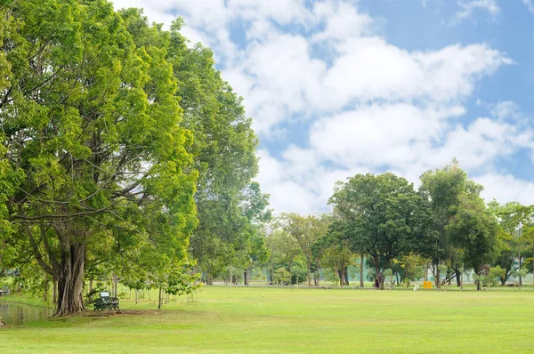 Big trees and green yard in park — Stock Photo, Image