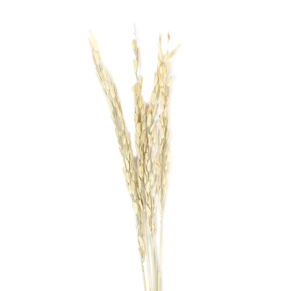 Orecchio di risaia su sfondo bianco . — Foto Stock