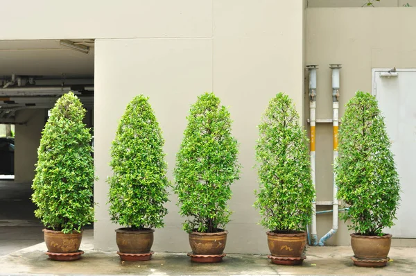 5 macetas de árboles yacen en el sendero al aire libre . —  Fotos de Stock