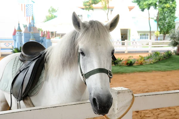 Único belo cavalo branco ao lado da cerca — Fotografia de Stock