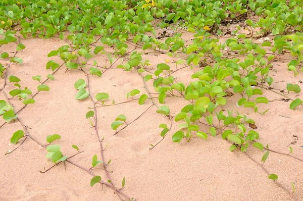 Grønn plante vokser opp på sandstrand – stockfoto