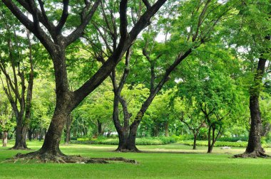 Bahçe büyük ağaçlar büyüme