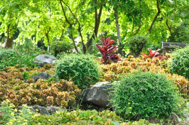 Çeşitli çiçek ve bitki güzel bahçe için