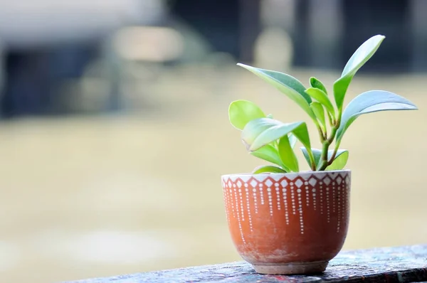 Pottery Flowerpot with plant on wooden plank — Stock Photo, Image