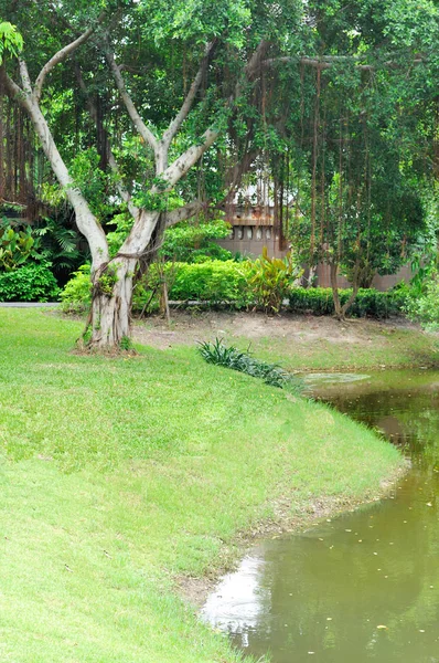 Slope green yard with fresh trees and lake — Stock Photo, Image