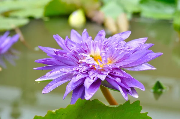 Single Purple lotus in lake — Stock Photo, Image