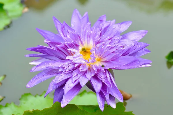 Single Purple lotus in lake — Stock Photo, Image