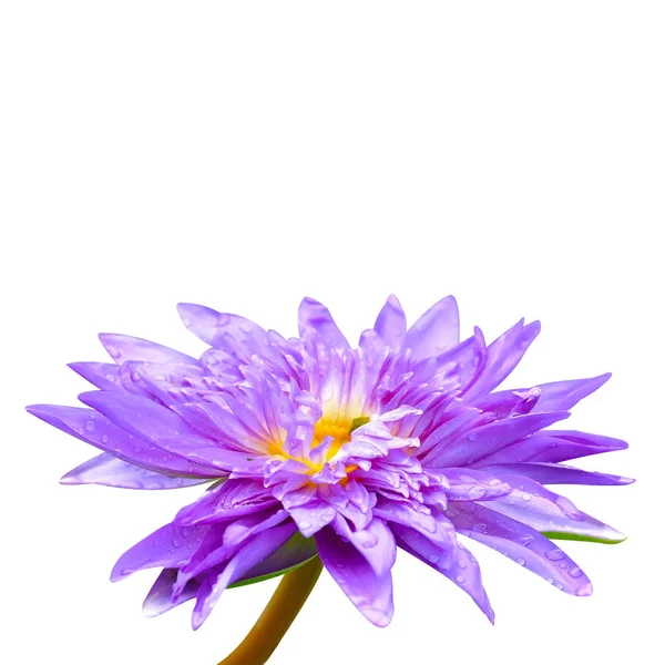 Purple lotus isolated on white background. — Stock Photo, Image