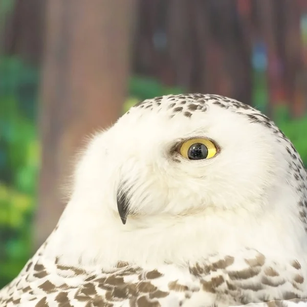 Snowy Owl Portrait, Wildlife Preservation — Stock Photo, Image