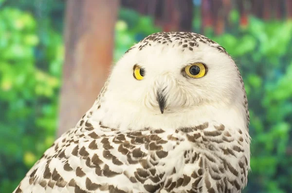 Schneeeule Porträt, Naturschutz — Stockfoto