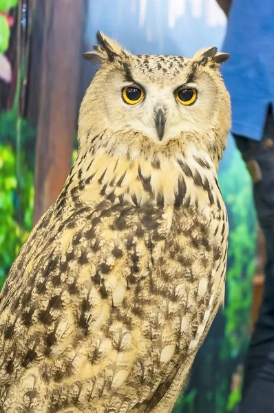 Eurasischer Uhu Portrait, Tierschutz — Stockfoto