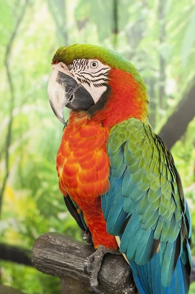 Einzelner Ara-Vogel hängt auf trockenem Ast — Stockfoto