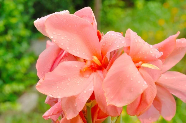 Giglio rosa Canna in giardino — Foto Stock