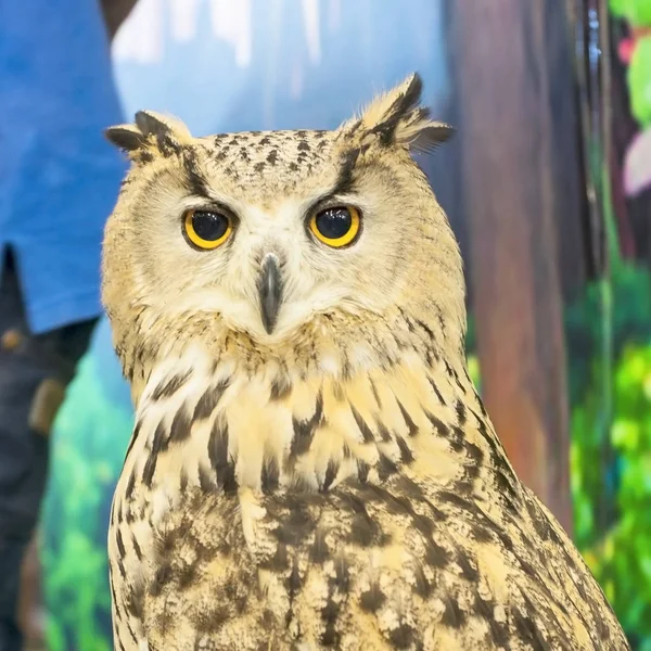 Eurasischer Uhu Portrait, Tierschutz — Stockfoto