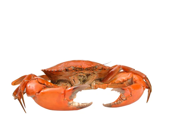 Boiled Sea crab isolated on white background — Stock Photo, Image