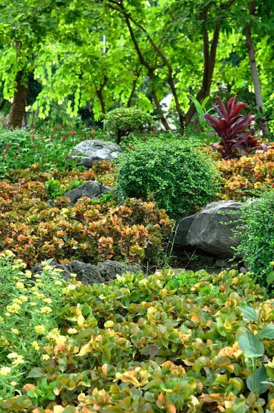 Různých květin a rostlin pro hezké zahradničení — Stock fotografie