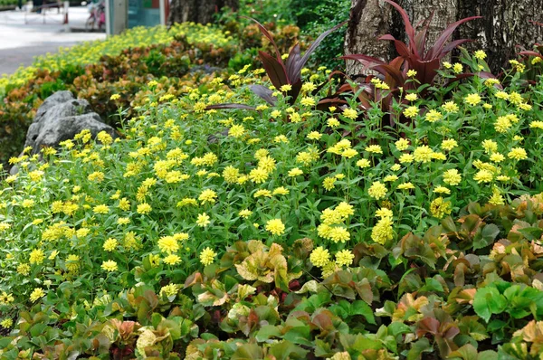 Campo de flores amarillas bonita jardinería — Foto de Stock