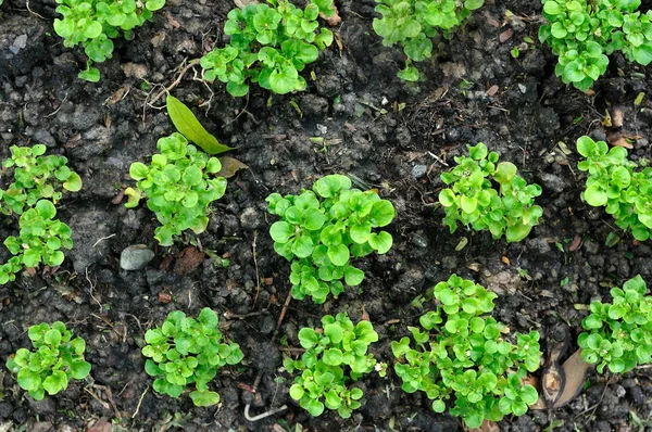 Kleines Pflanzenwachstum auf schwarzem Boden, Muster und Textur — Stockfoto