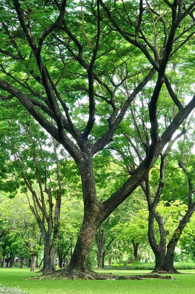 Grote bomen groei in tuin — Stockfoto