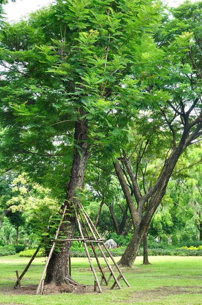 Große Bäume wachsen im Garten — Stockfoto