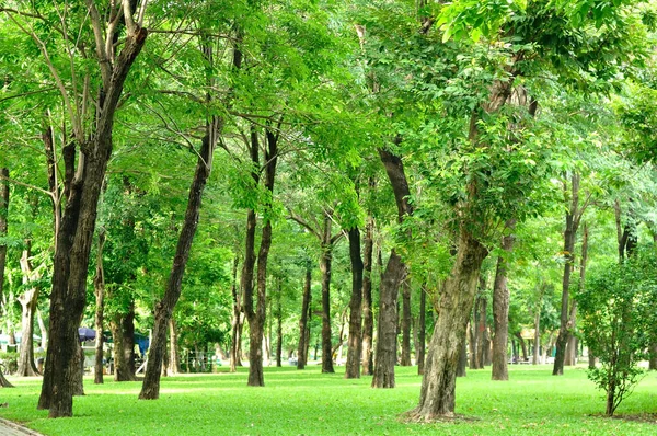 Big trees growth in garden, fresh health — Stock Photo, Image