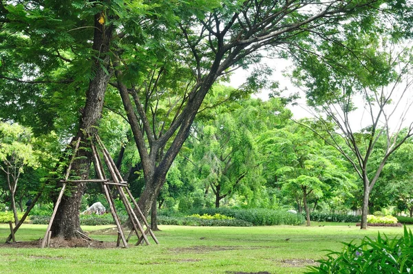 Büyük ağaçlar büyüme Bahçe, taze sağlık