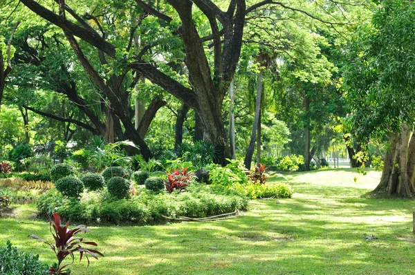 Big trees growth in garden, fresh health — Stock Photo, Image