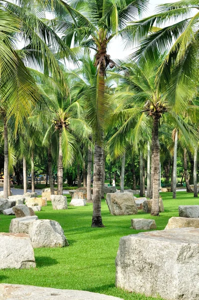 Coconut and palm trees with big white rock in beautiful park in — Stock Photo, Image