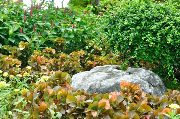 Verschiedene Blumen und Pflanzen für schöne Gartenarbeit — Stockfoto
