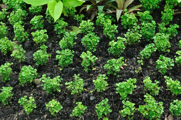 Crecimiento de plantas pequeñas en suelo negro, patrón y textura —  Fotos de Stock