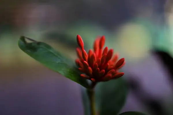 Çiçekler kırmızıdır.