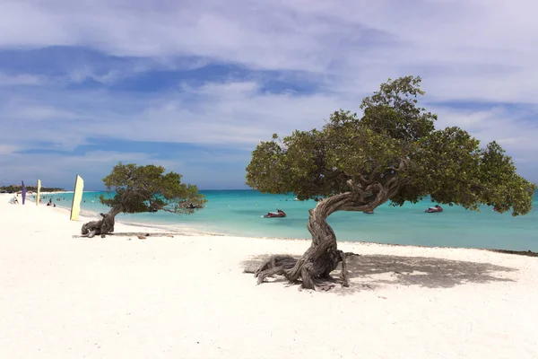 Aruba, tropikal ağaçlar — Stok fotoğraf