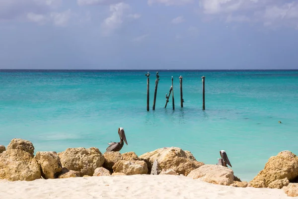 Pelikaner i Aruba. Karibiska kusten — Stockfoto